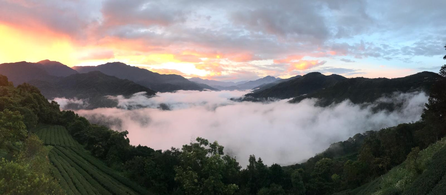 【旅行團】台中雲海露營採茶體驗5天休閒美景之旅