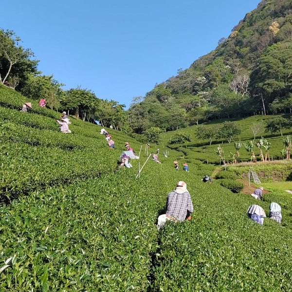 【旅行團】台中雲海露營採茶體驗5天休閒美景之旅